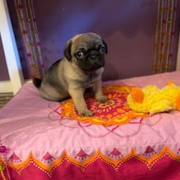 Pug Puppies from Briggs Family Pugs