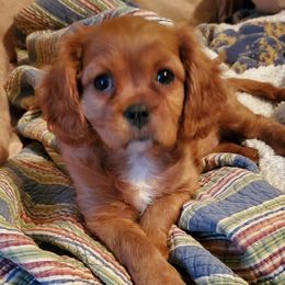 Cavalier King Charles Spaniels from Westviews Cavalier Cottage