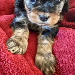 Beast (Adam) - Black and tan male Cavapoo puppy in Modesto, California from Molly n Friends