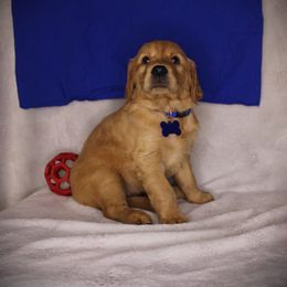 Bernese Mountain Dog and Golden Retriever Puppies from Colson Kennels