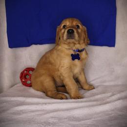 Bernese Mountain Dog and Golden Retriever Puppies from Colson Kennels