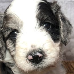 Girl 3 - Aussiedoodle puppy in Russell Springs, Kentucky from Shai’s Mini Aussiedoodles