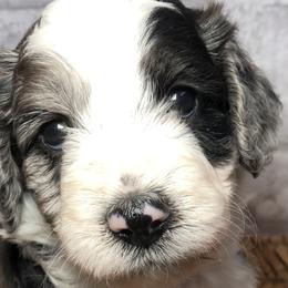 Girl 3 - Aussiedoodle puppy in Russell Springs, Kentucky from Shai’s Mini Aussiedoodles