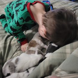 Shetland Sheepdog Puppies from Heavenly Shelties