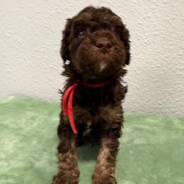 Taylor - Chocolate male Goldendoodle puppy in Moreno Valley, California from Rainbow SoCal Doodles
