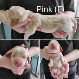 Pink - Lemon and white female Basset Hound puppy in Highland, Michigan from Dream Hounds of Michigan