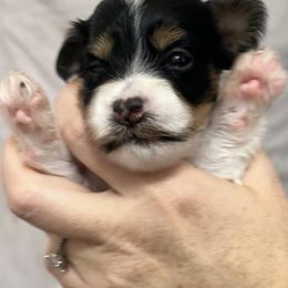 Willow - Black and white female Havanese puppy in Lawrenceville, Georgia from Alchemy Havanese