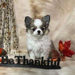 Chihuahua Puppies from Knox Rock'n Chihuahuas