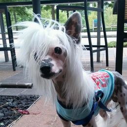 Enzo  - Chinese Crested