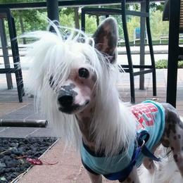 Enzo  - Chinese Crested