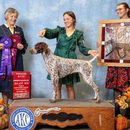 Parish - German Shorthaired Pointer