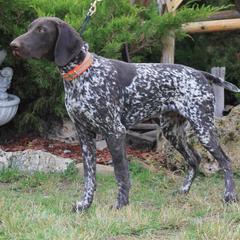 German Shorthaired Pointer Puppies from Magic City Gun Dogs