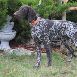 German Shorthaired Pointer Puppies from Magic City Gun Dogs