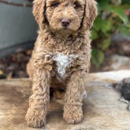 Double Doodle and Goldendoodle Puppies from Red White and Doodle