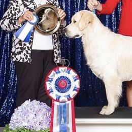Baloo - Golden Retriever