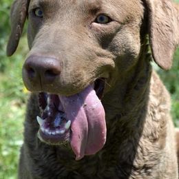 Chesapeake Bay Retrievers and Golden Retrievers from Echo Valley Kennels