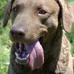 Chesapeake Bay Retrievers and Golden Retrievers from Echo Valley Kennels
