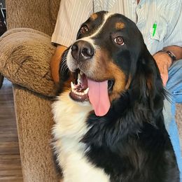 Sadie - Bernese Mountain Dog