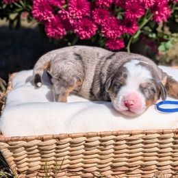 Cedar - Tri-color male Bernedoodle puppy in Mount Pleasant, Tennessee from Amy Brewer