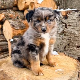 Douglas Fir - Blue merle male Miniature American Shepherd puppy in Idaho Falls, Idaho from Sugartop Minis