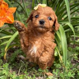 Jan - Red  female Goldendoodle puppy in Camden, North Carolina from Oopsie Doodles of NC