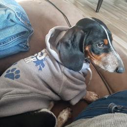 Bowser - Dachshund