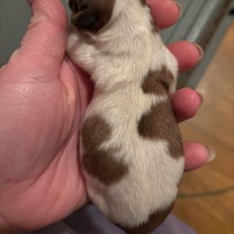 Jolene - White and sable female Papillon puppy in Spartanburg, South Carolina from Sassy Pap Farms