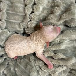 Dream - Cream female Poodle puppy in Azle, Texas from Texas Kissed K9s