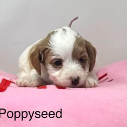 Poppy Seed - Parti female Goldendoodle puppy in Danville, Virginia from Stella’s Stunning Goldendoodles of VA