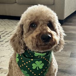 Aussiedoodle Puppies from Our Puppy World - the 3Js