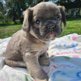 Gladys - Fawn brindle and white female French Bulldog puppy in Bend, Oregon from High Lakes Frenchies