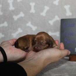 Gumdrop (light pink collar) - Red female Dachshund puppy in Prospect, Oregon from Spunky Sausage Pups