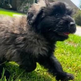 Bouvier des Flandres Puppies from Tanya Fontenot