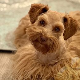 Hazel (Wazzy) - Miniature Schnauzer