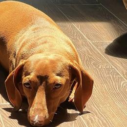 P - Dachshund