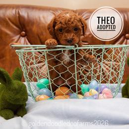 Theo - Red male Golden Aussiedoodle puppy in Hyrum, Utah from Goldendoodledoo Farms