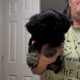 Winston - Black and tan male Shih Tzu puppy in Boiling Springs, South Carolina from Sherry Whiteside's Shih Tzus