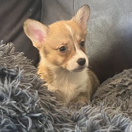 Ely M1 - Sable male Pembroke Welsh Corgi puppy in Stockton, Iowa from Infinity Corgis