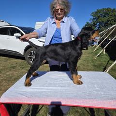 Gordon Setters from Noah's Ark Gordon Setters
