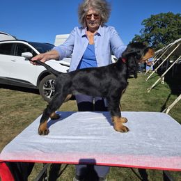 Gordon Setters from Noah's Ark Gordon Setters
