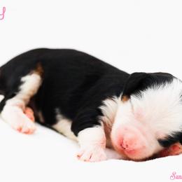 Peggy - Tri-color female Bernedoodle puppy in Diamond Bar, California from Furrytaildoodles