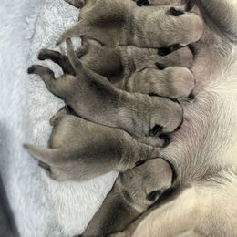Pug Puppies from Milan Pugs