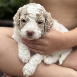 Koa - Blenheim male Cavapoo puppy in Floyd, Virginia from Hearts and Paws Poodles and Doodles
