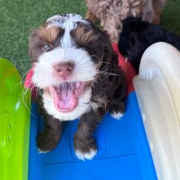 Chase - Brown and white male Bernedoodle puppy in Hillsboro, Oregon from Myt fine doodles