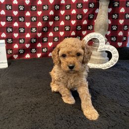 Cockapoo Puppies from Martin's Cockapoos