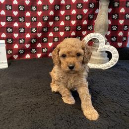 Cockapoo Puppies from Martin's Cockapoos