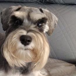 Hermine - Miniature Schnauzer
