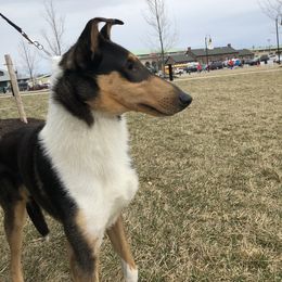 Collie and Shetland Sheepdog All Grown Up from StoneyAcre
