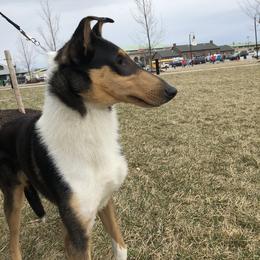 Collie and Shetland Sheepdog All Grown Up from StoneyAcre
