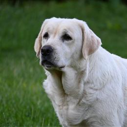 Deana - Labrador Retriever